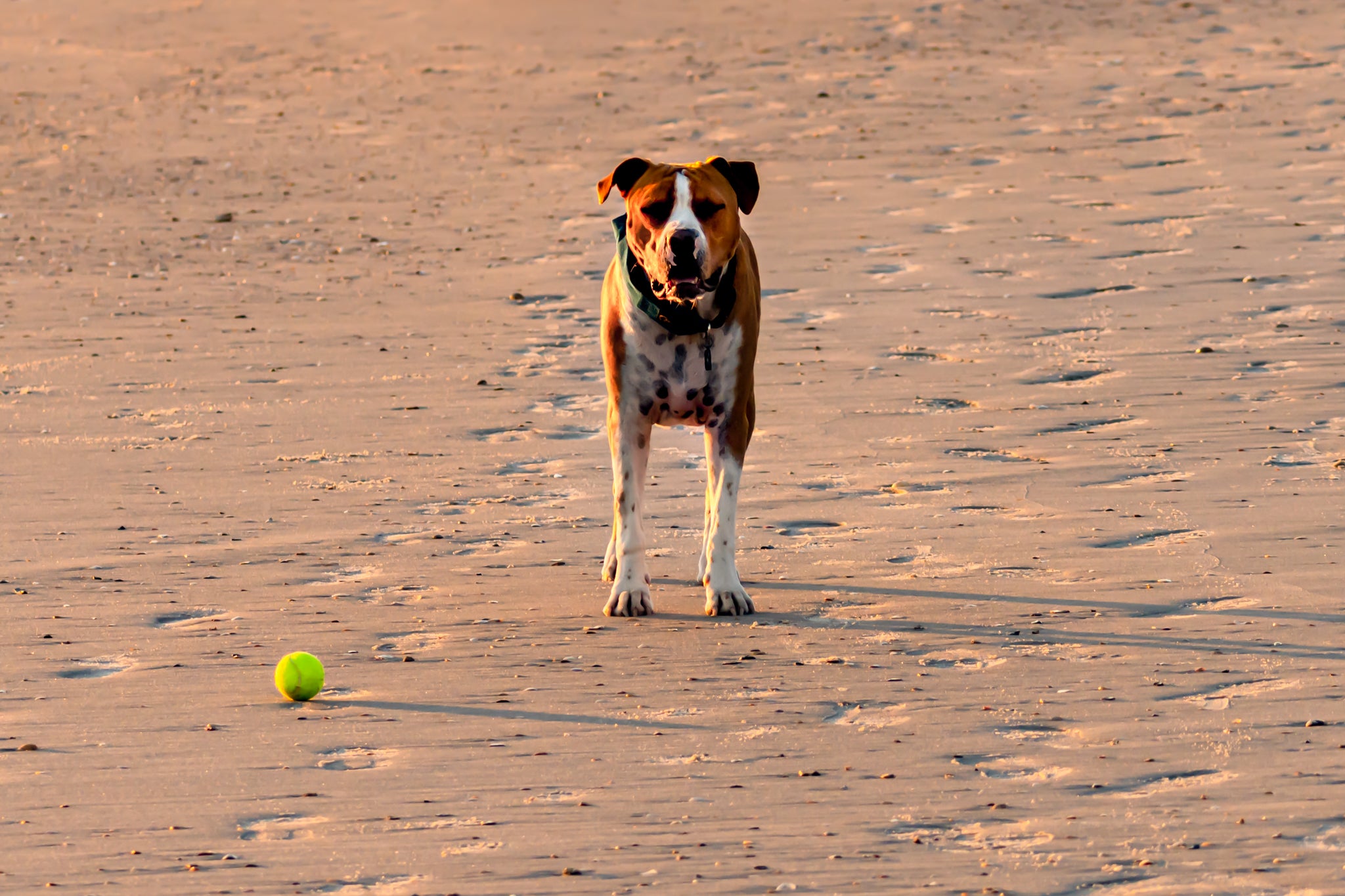 Dune Dog- Jacksonville Beach - FL - Hal Davis, Photographer  - 02682